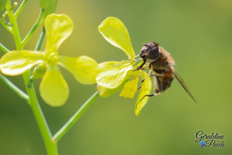 Abeille Bord de Dordogne quartier La Pelouse à Bergerac