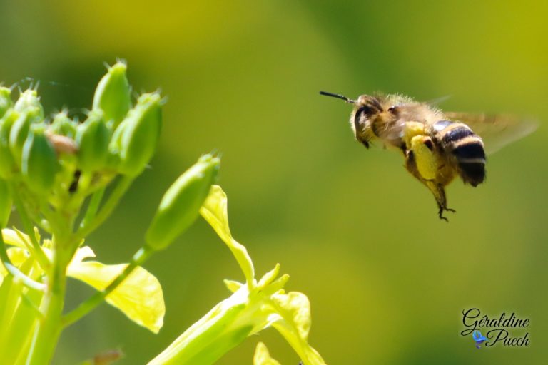 Abeille Bord de Dordogne quartier La Pelouse à Bergerac