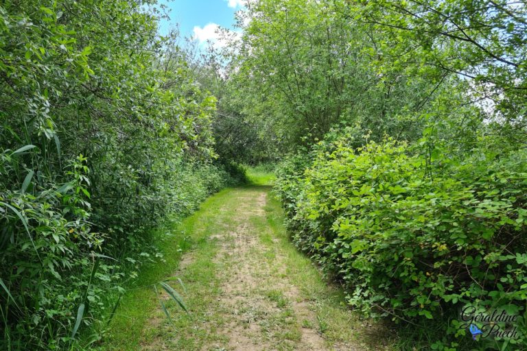 Chemin-entre-les-champs-plaine-dansot-a-bayonne