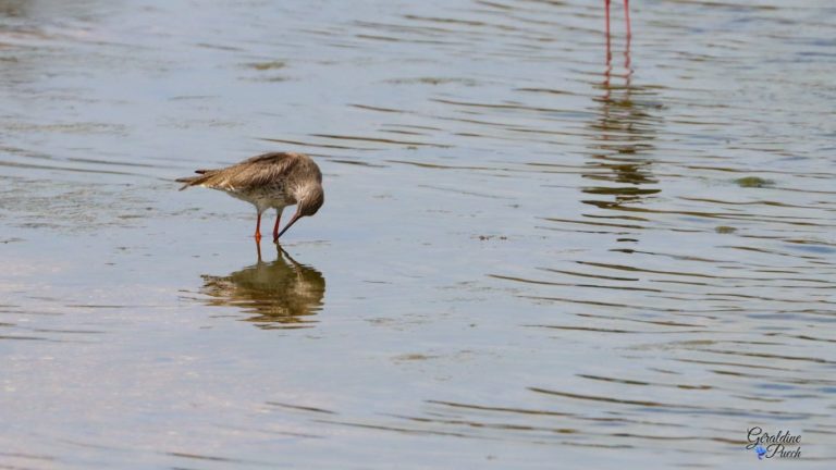 Chevalier-gambette-Parc-ecologique-Izadia