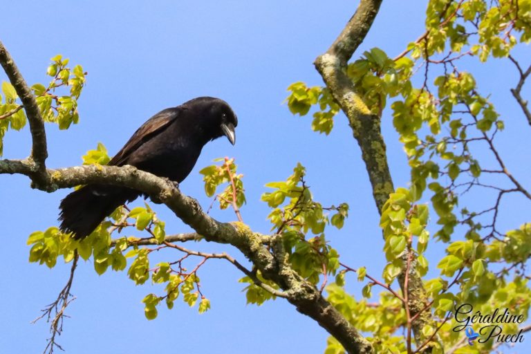 Corneille noire Parc L'Ermitage