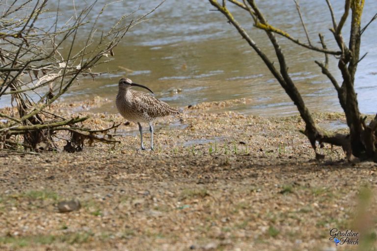 Courlis-cendré-Parc-ecologique-Izadia