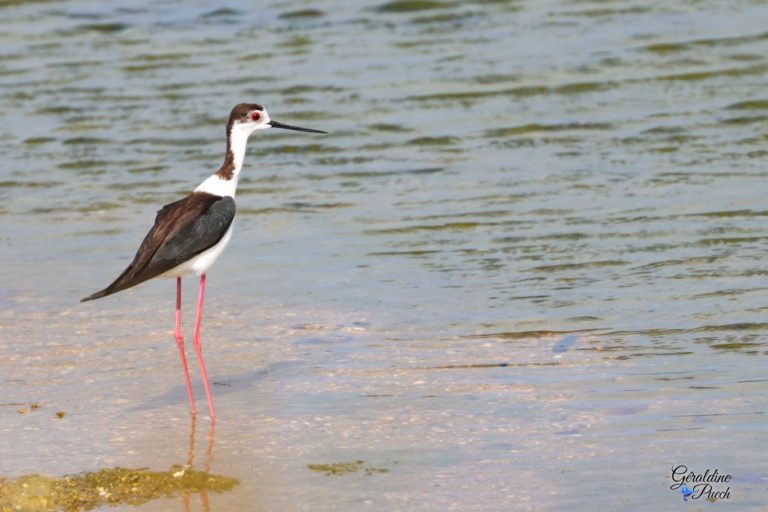 Echasse-blanche-Parc-ecologique-Izadia