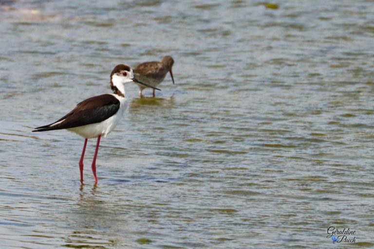 Echasse-blanche-chevalier-Parc-ecologique-Izadia