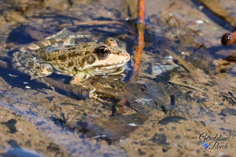 Grenouille Bord de Dordogne quartier La Pelouse à Bergerac