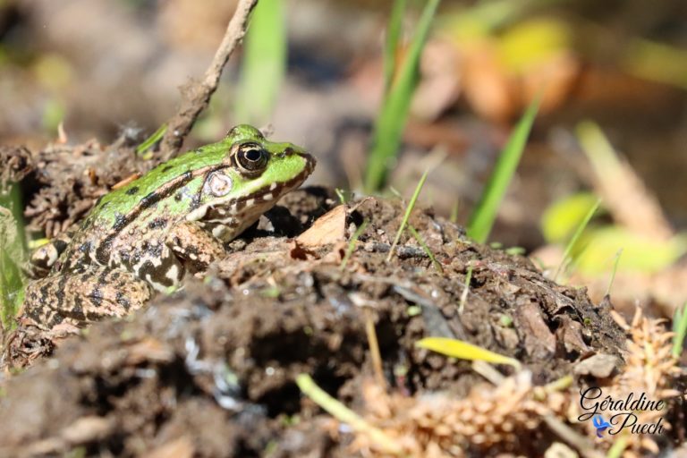 Grenouille Bord de Dordogne quartier La Pelouse à Bergerac