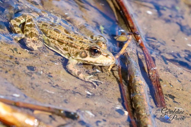 Grenouille Bord de Dordogne quartier La Pelouse à Bergerac