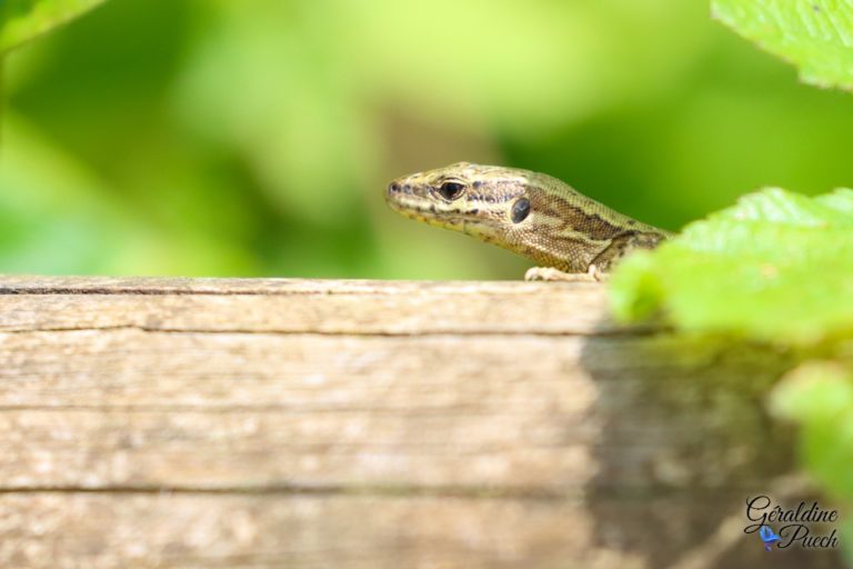 Lezard-plaine-dansot-a-bayonne