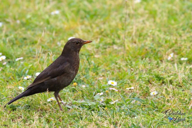 Merle noir Femelle Parc de la Chêneraie au Bouscat