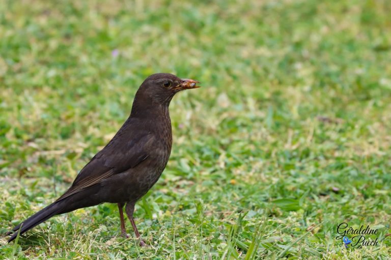 Merle noir Femelle Parc de la Chêneraie au Bouscat