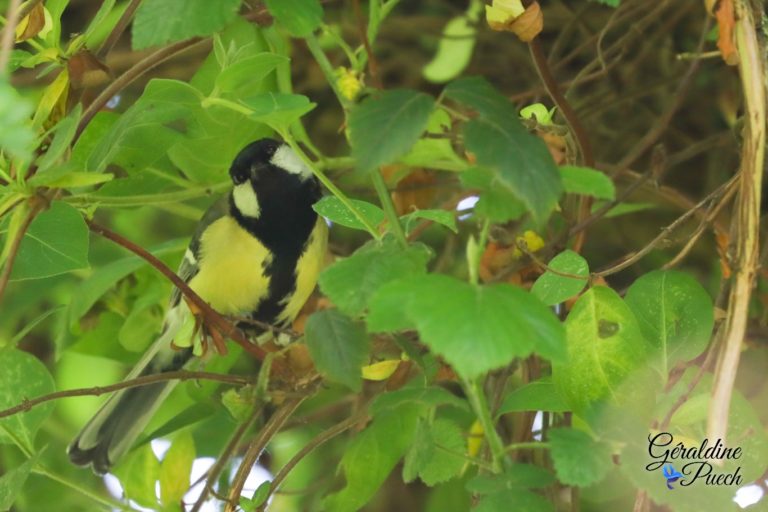 Mésange charbonnière Bord de Dordogne quartier La Pelouse à Bergerac