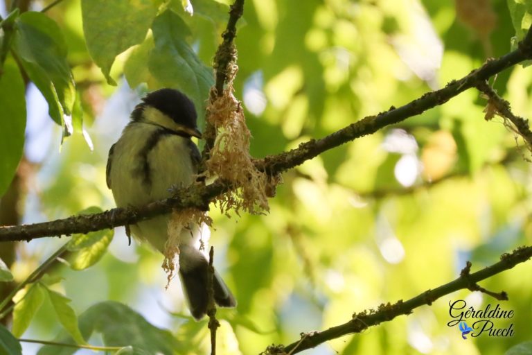 Mésange charbonnière juvénile Bord de Dordogne quartier La Pelouse à Bergerac