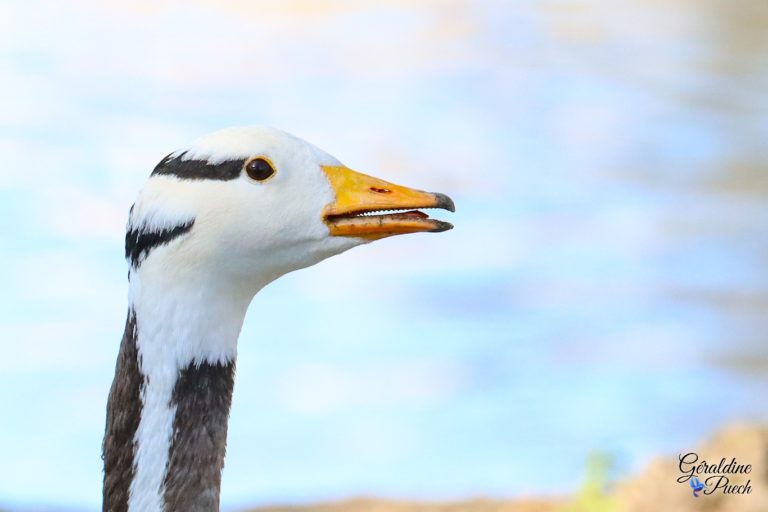 Oie à tête barré Parc Bourran à Mérignac