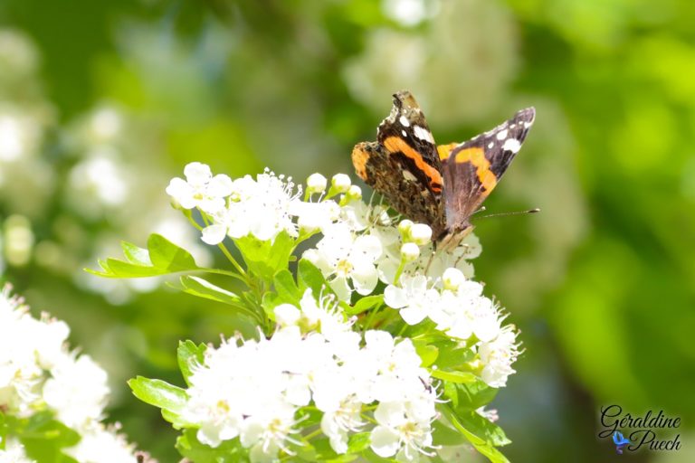 Papillon Parc Bordelais à Bordeaux