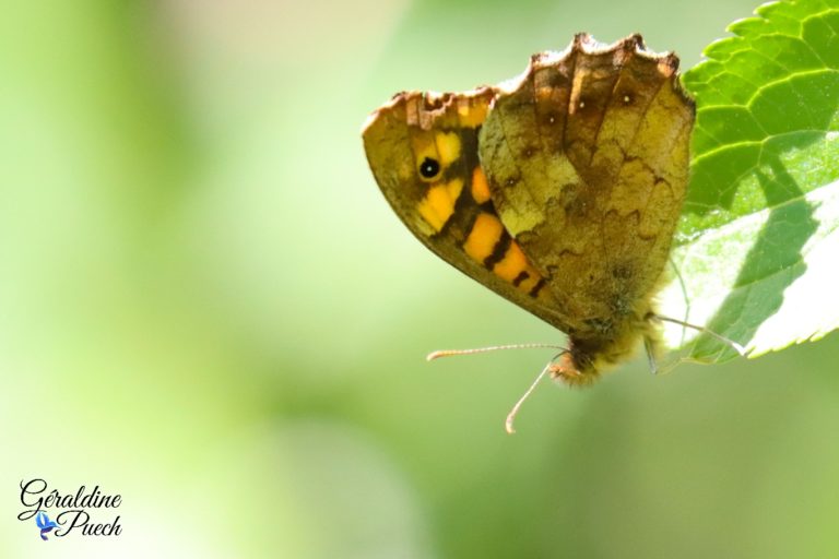 Papillon Parc Marceau au Bouscat