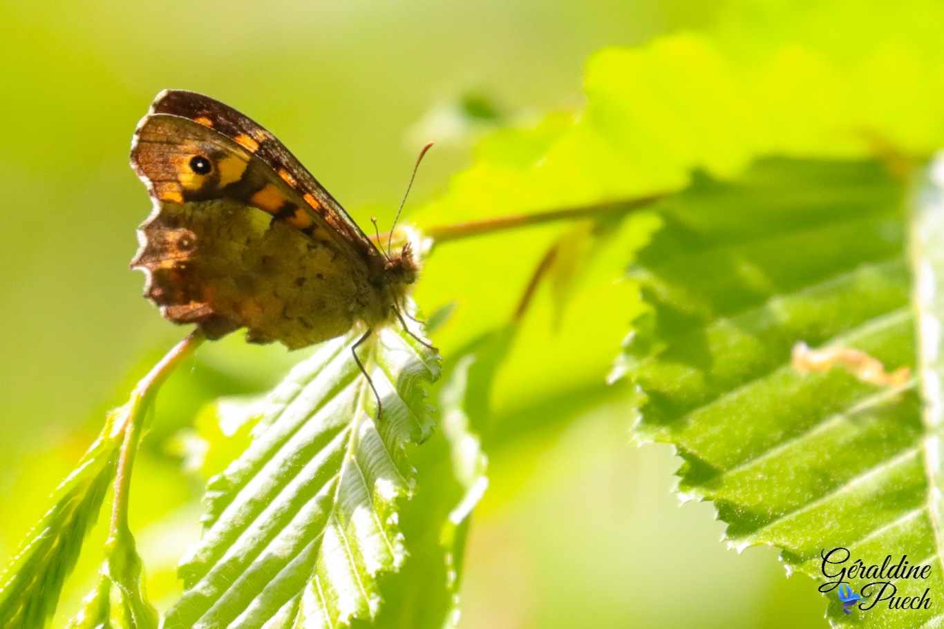 Papillon Parc du Vigean à Eysines