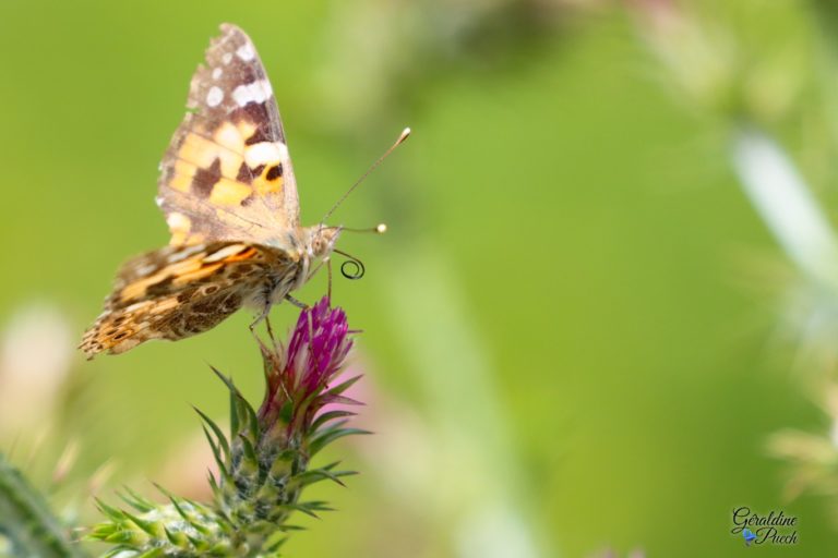 Papillon-Parc-ecologique-Izadia