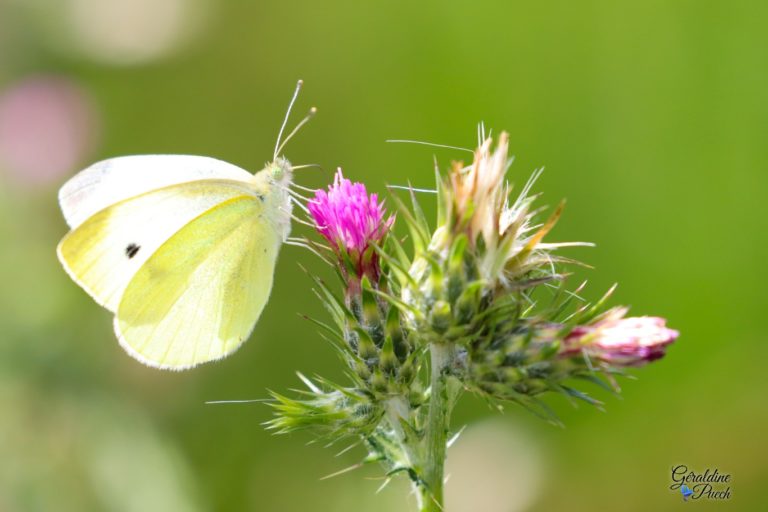 Papillon-jaune-Parc-ecologique-Izadia