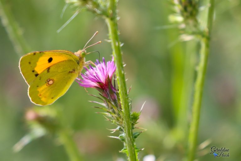 Papillon-orange-Parc-ecologique-Izadia