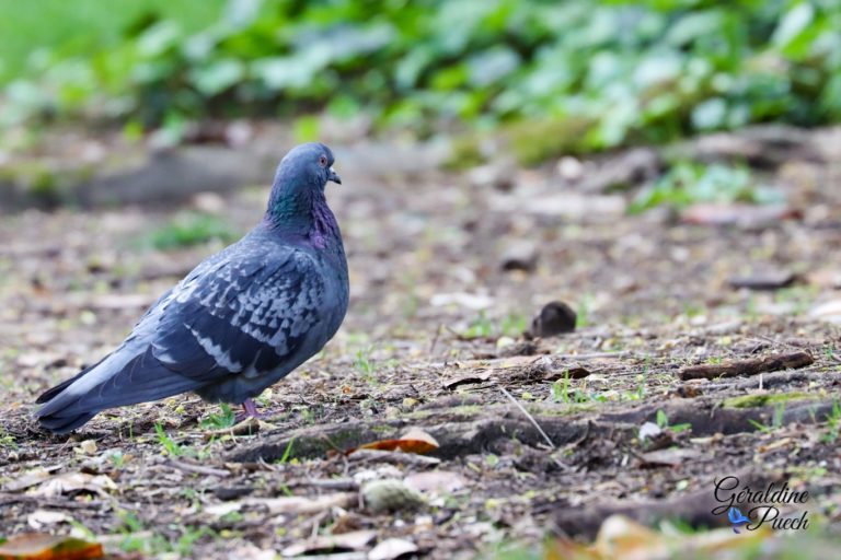 Pigeon Biset Féral Parc Rivière à Bordeaux