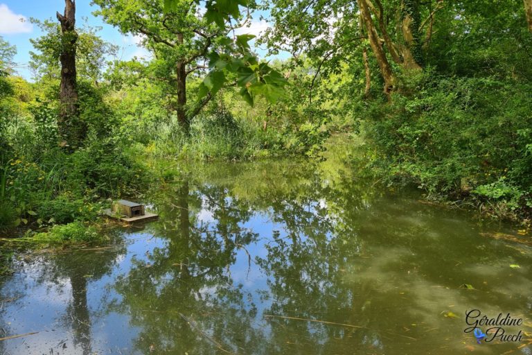 Ruisseau-reflet-plaine-dansot-a-bayonne