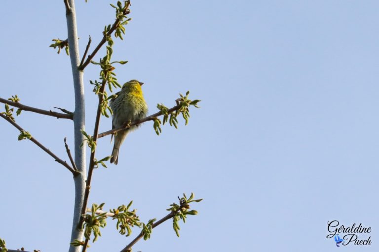 Serin cini Parc Bordelais à Bordeaux