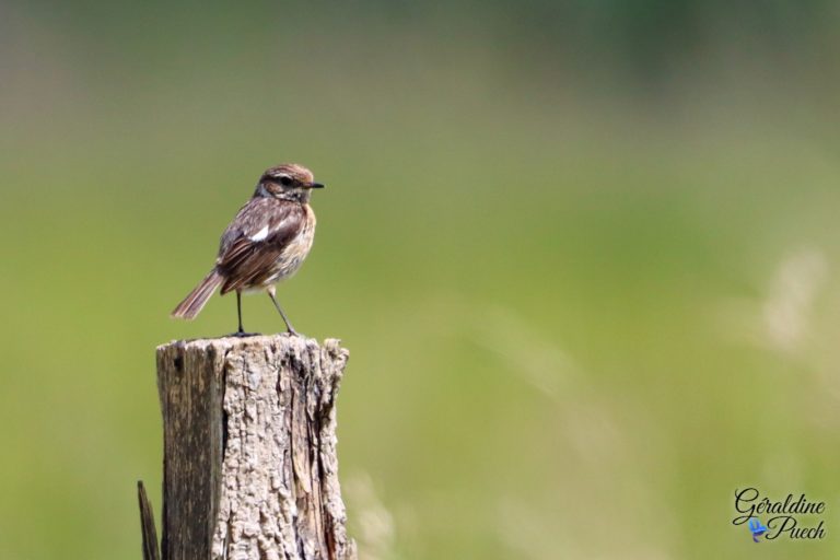 Tarier-patre-juvenile-plaine-dansot-a-bayonne