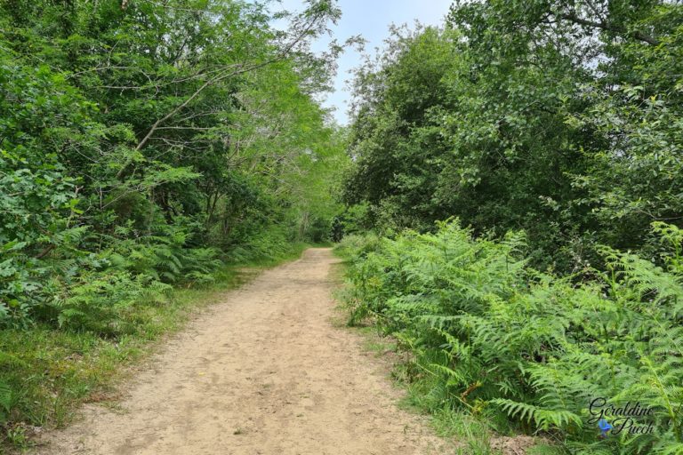 chemin-Reserve-Naturelle-marais-Orx-Labenne