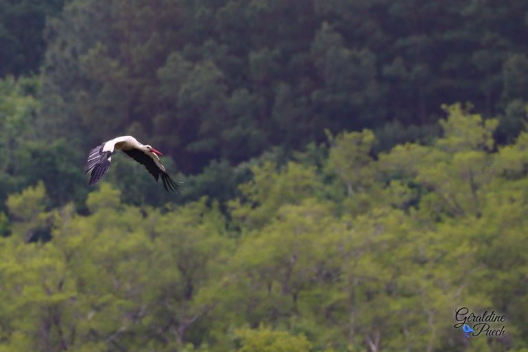 cigogne-Reserve-Naturelle-marais-Orx-Labenne