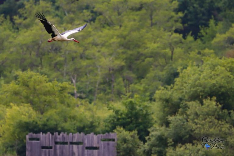 cigogne-Reserve-Naturelle-marais-Orx-Labenne