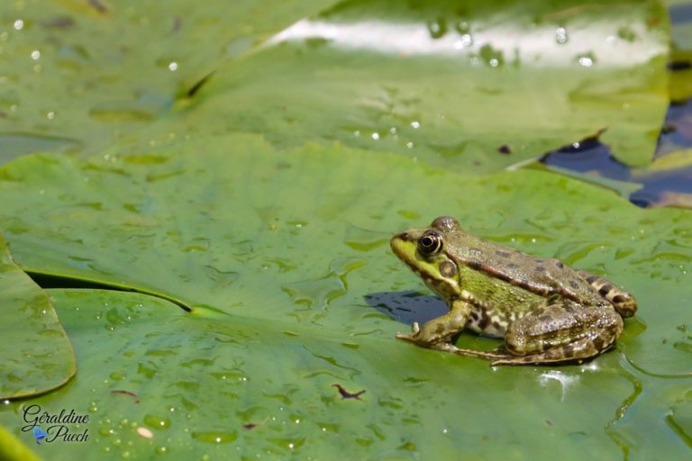 grenouille-Reserve-Naturelle-marais-Orx-Labenne