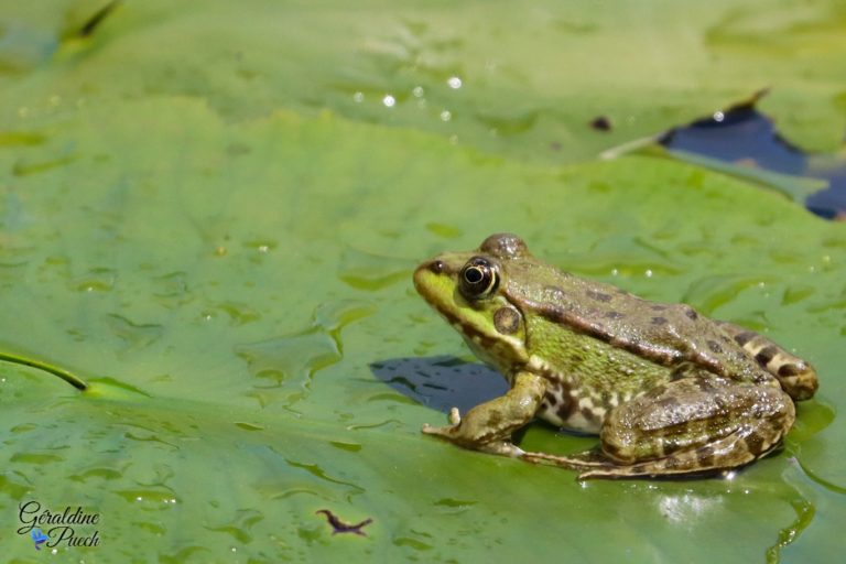 Réserve Naturelle du Marais d’Orx à Labenne