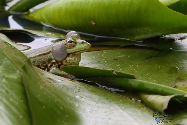 grenouille-Reserve-Naturelle-marais-Orx-Labenne