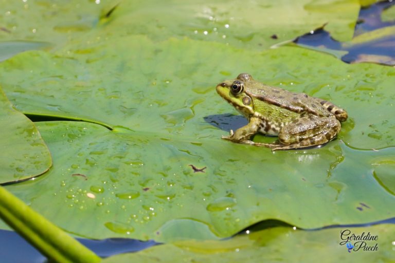 grenouille-Reserve-Naturelle-marais-Orx-Labenne