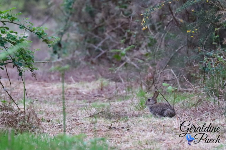 lapin Forêt du Bourgailh à Pessac