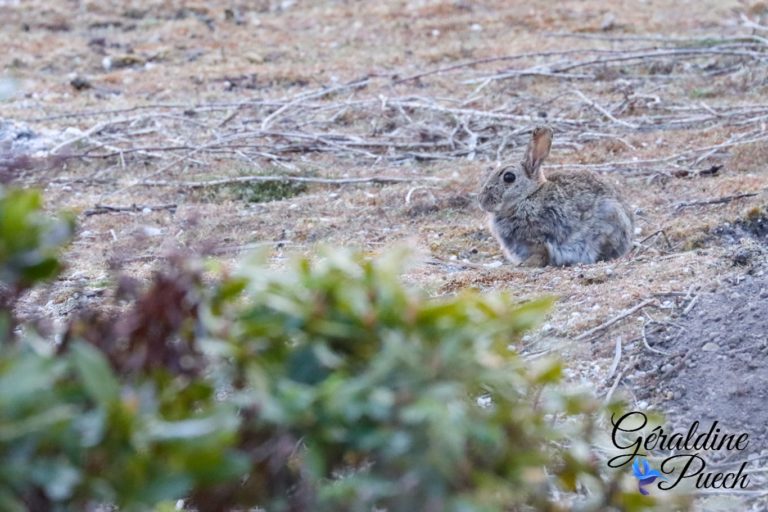 lapin Forêt du Bourgailh à Pessac