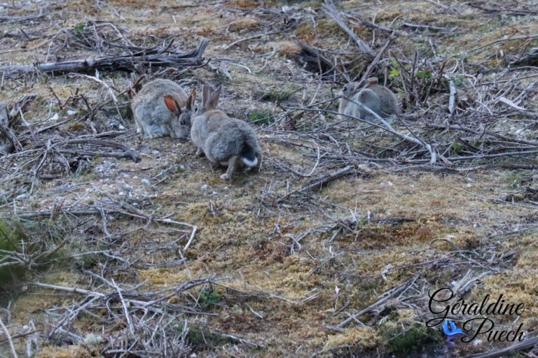 lapins Forêt du Bourgailh à Pessac