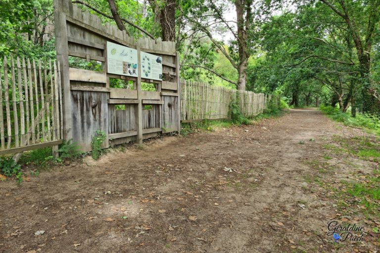 observatoire-cistude-Reserve-Naturelle-marais-Orx-Labenne