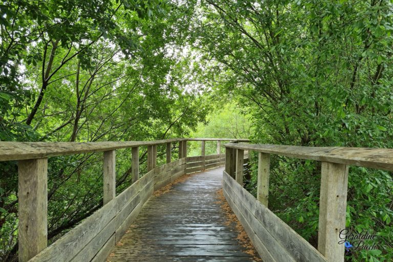 passerelle-Reserve-Naturelle-marais-Orx-Labenne