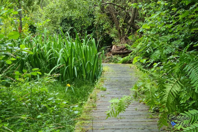 passerelle-Reserve-de-etang-Noir-Seignosse