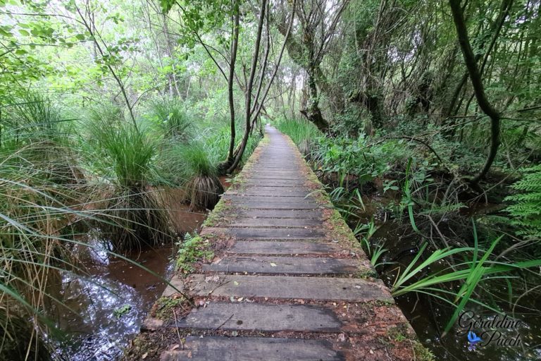 Passerelle-Reserve-de-etang-Noir-Seignosse