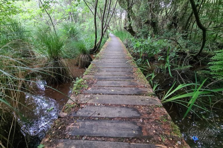 Passerelle-Reserve-de-etang-Noir-Seignosse