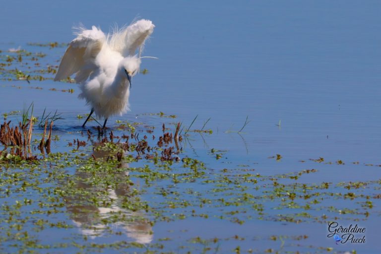 Aigrette-Garzette-Ailes-ange-Parc-du-Teich-et-sentier-du-littoral