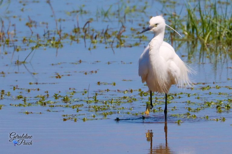 Aigrette-Garzette-Marche-Parc-du-Teich-et-sentier-du-littoral