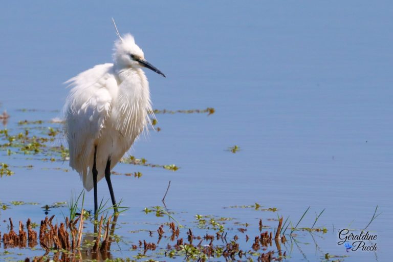 Aigrette-Garzette-Parc-du-Teich-et-sentier-du-littoral