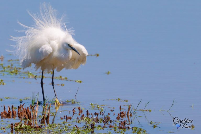 Aigrette-Garzette-ebouriffe-Parc-du-Teich-et-sentier-du-littoral