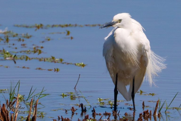 Aigrette-Garzette-vent-Parc-du-Teich-et-sentier-du-littoral