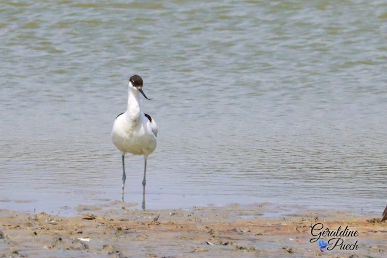 Avocette Parc ornithologique de Pont de Gau