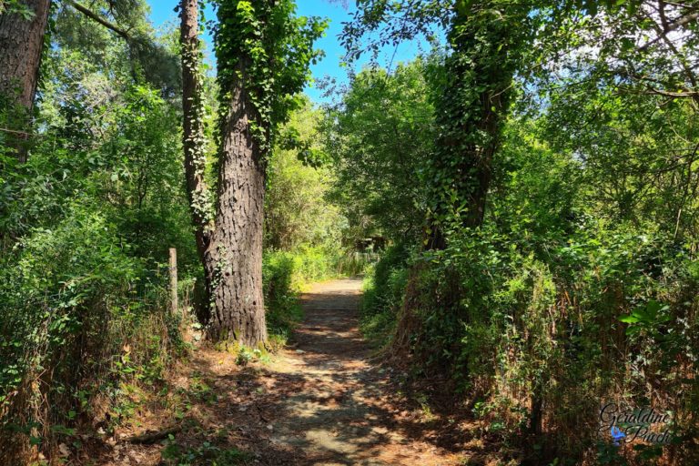 Chemin-Parc-du-Teich