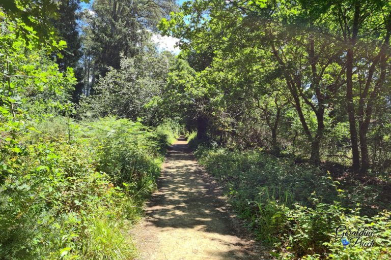 Chemin-bois-Parc-du-Teich